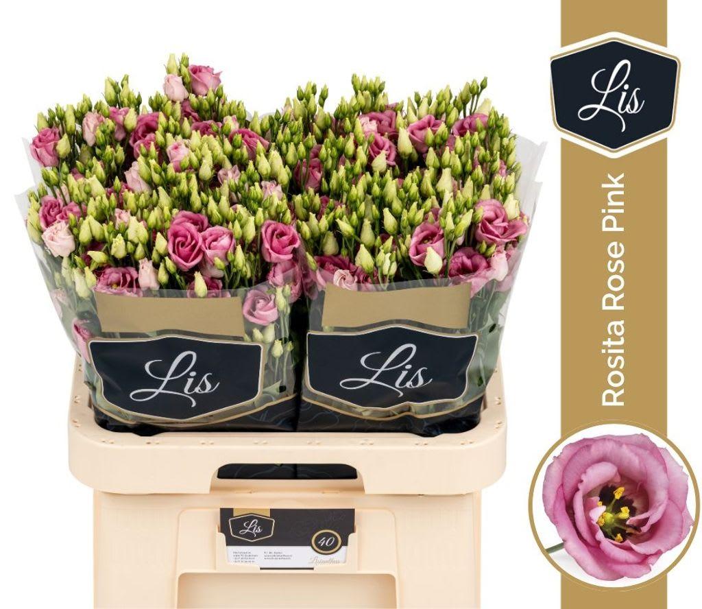 Срезанные цветы оптом Lisianthus do rosita pink от 40шт..... из Голландии с доставкой по России