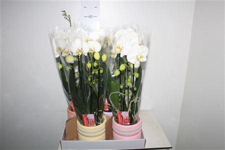 Горшечные цветы и растения оптом Arr Phal Cascade 2 Branches 18+ Macaroon Keramiek от 4шт из Голландии с доставкой по России