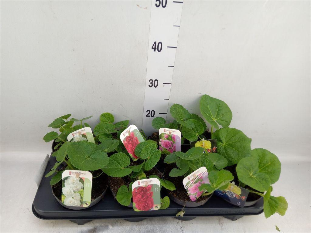 Горшечные цветы и растения оптом Alcea Rosea от 8шт из Голландии с доставкой по России