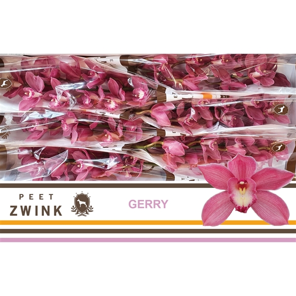 Срезанные цветы оптом Cymbidium pink gerry от 6шт из Голландии с доставкой по России