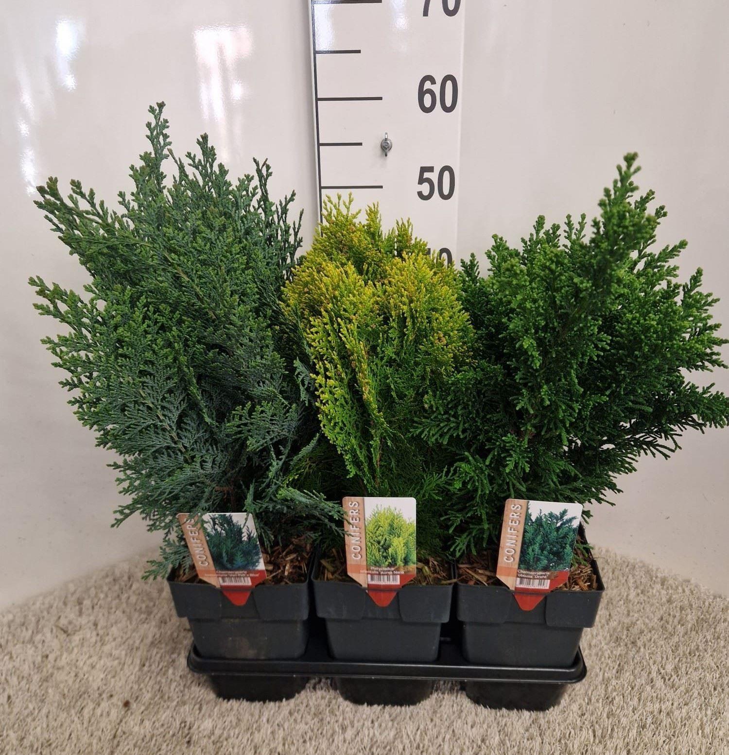 Горшечные цветы и растения оптом Conifers   ...mix от 6шт из Голландии с доставкой по России
