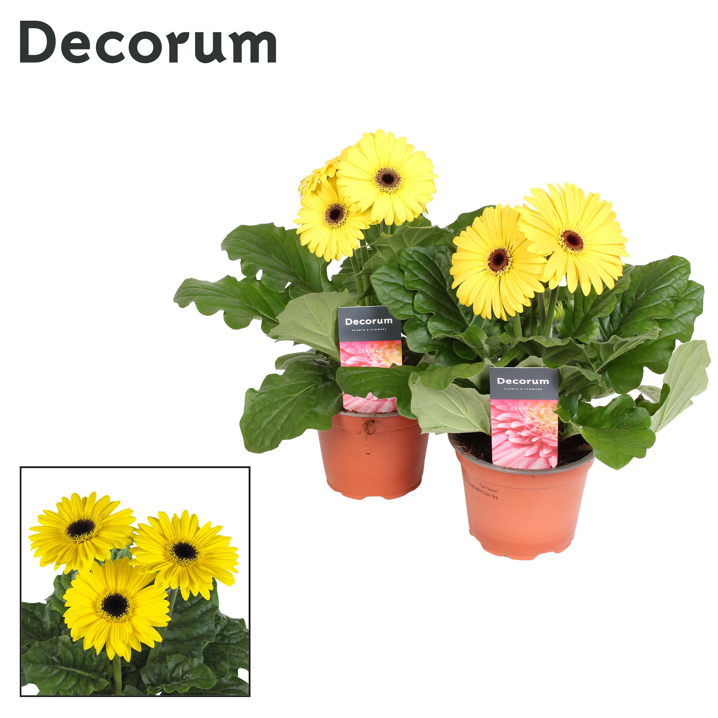 Горшечные цветы и растения оптом Gerbera Yellow 2+ (decorum) от 10шт (для телеги) из Голландии с доставкой по России