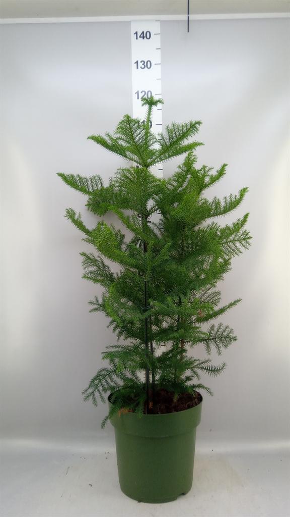 Горшечные цветы и растения оптом Araucaria Heterophylla от 1шт из Голландии с доставкой по России