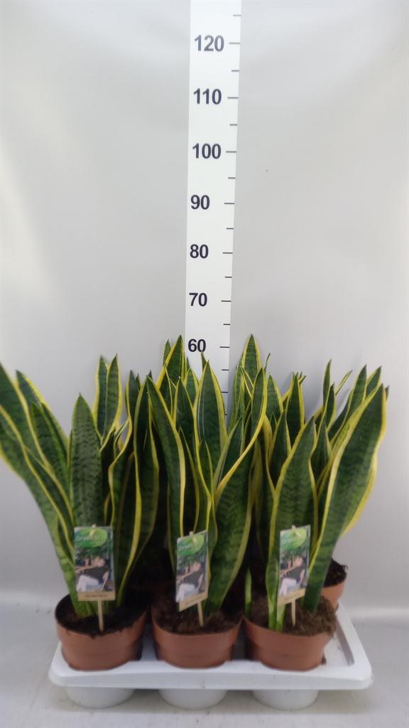 Горшечные цветы и растения оптом Sansevieria Trifa. laurentii от 6шт из Голландии с доставкой по России