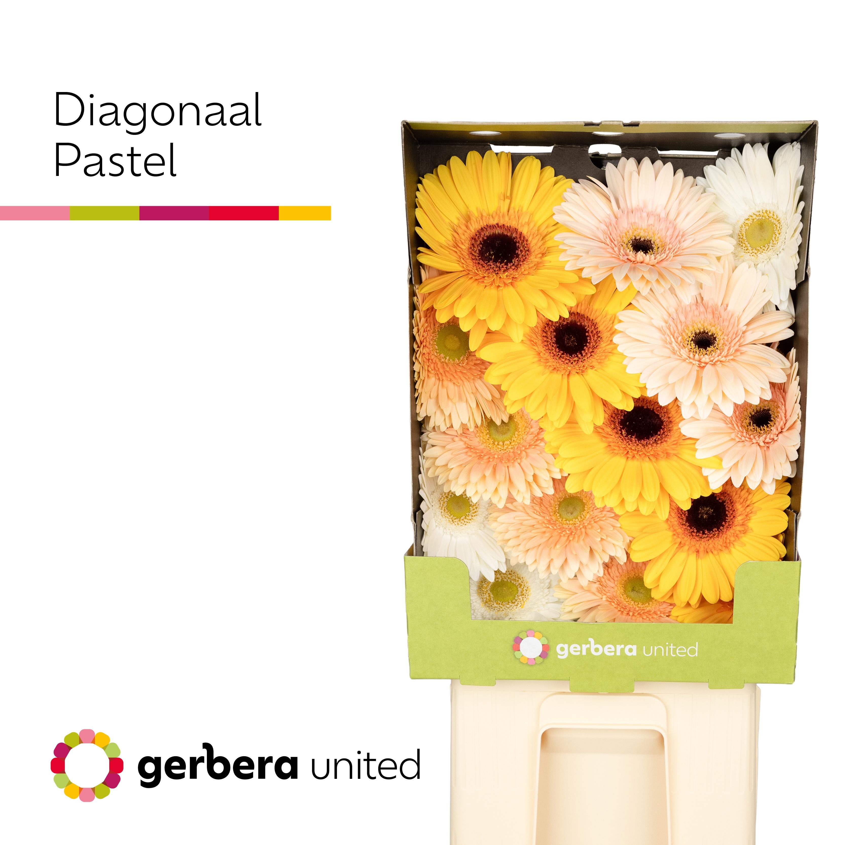 Срезанные цветы оптом Gerbera diamond mix pastel A от 15шт из Голландии с доставкой по России
