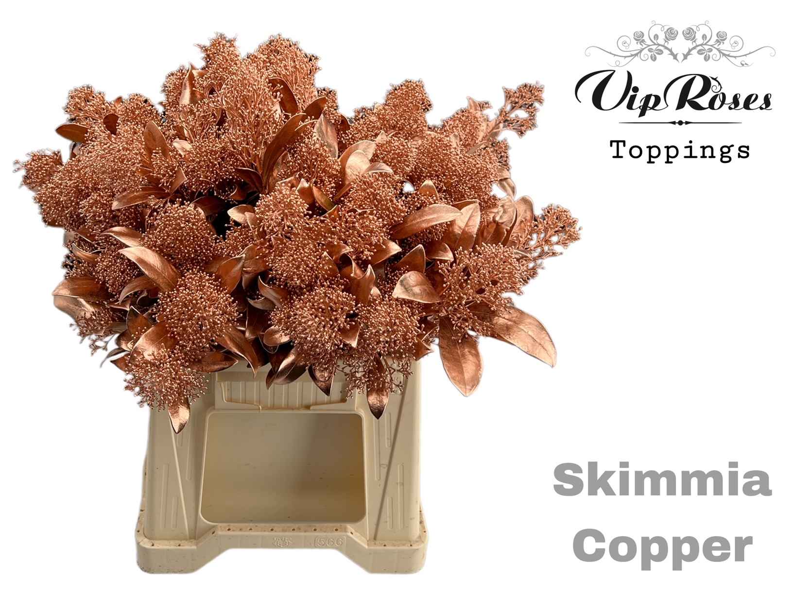 Срезанные цветы оптом Skimmia paint copper от 10шт из Голландии с доставкой по России