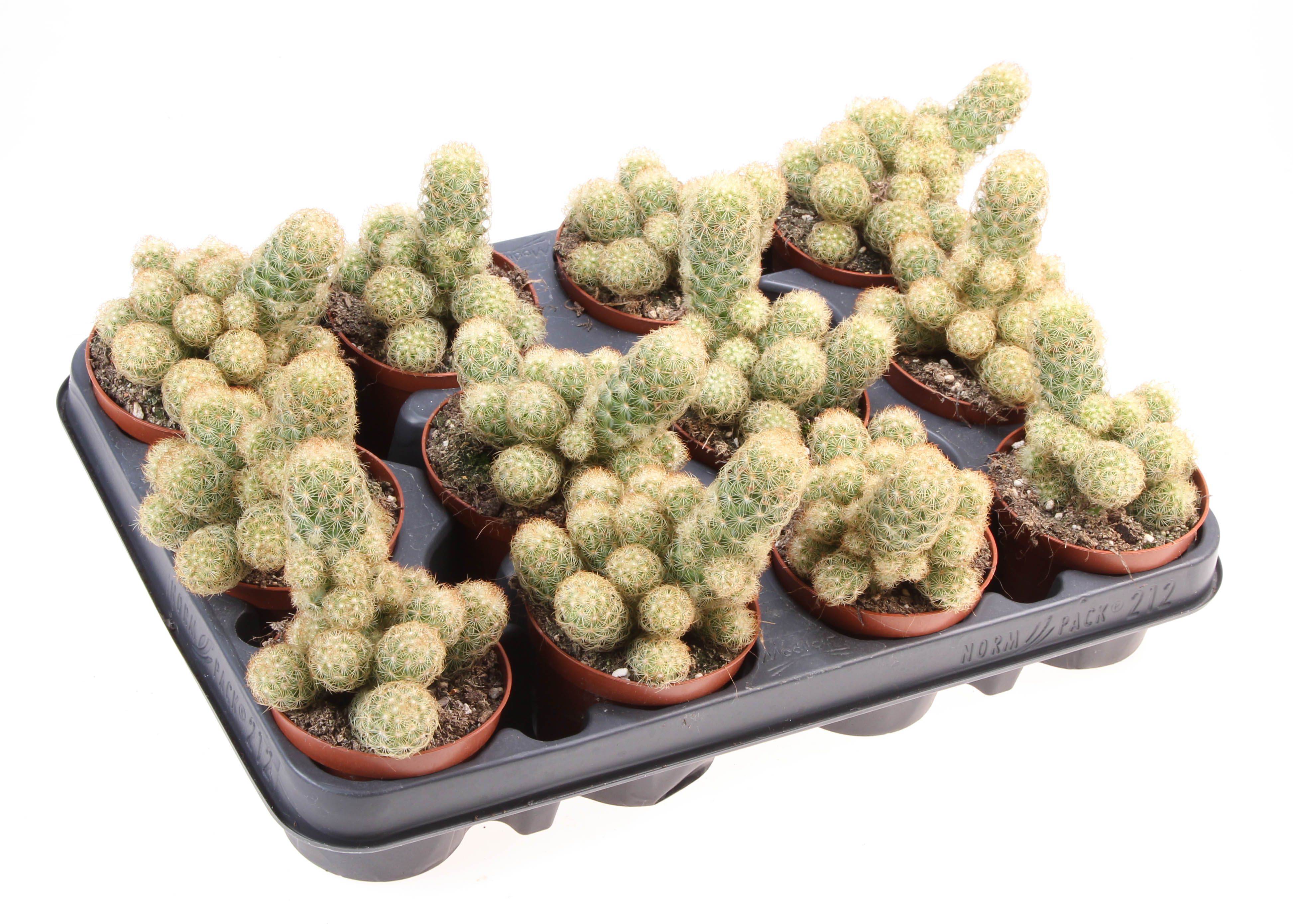 Горшечные цветы и растения оптом Mammillaria Elongata Yellow от 12шт (для телеги) из Голландии с доставкой по России