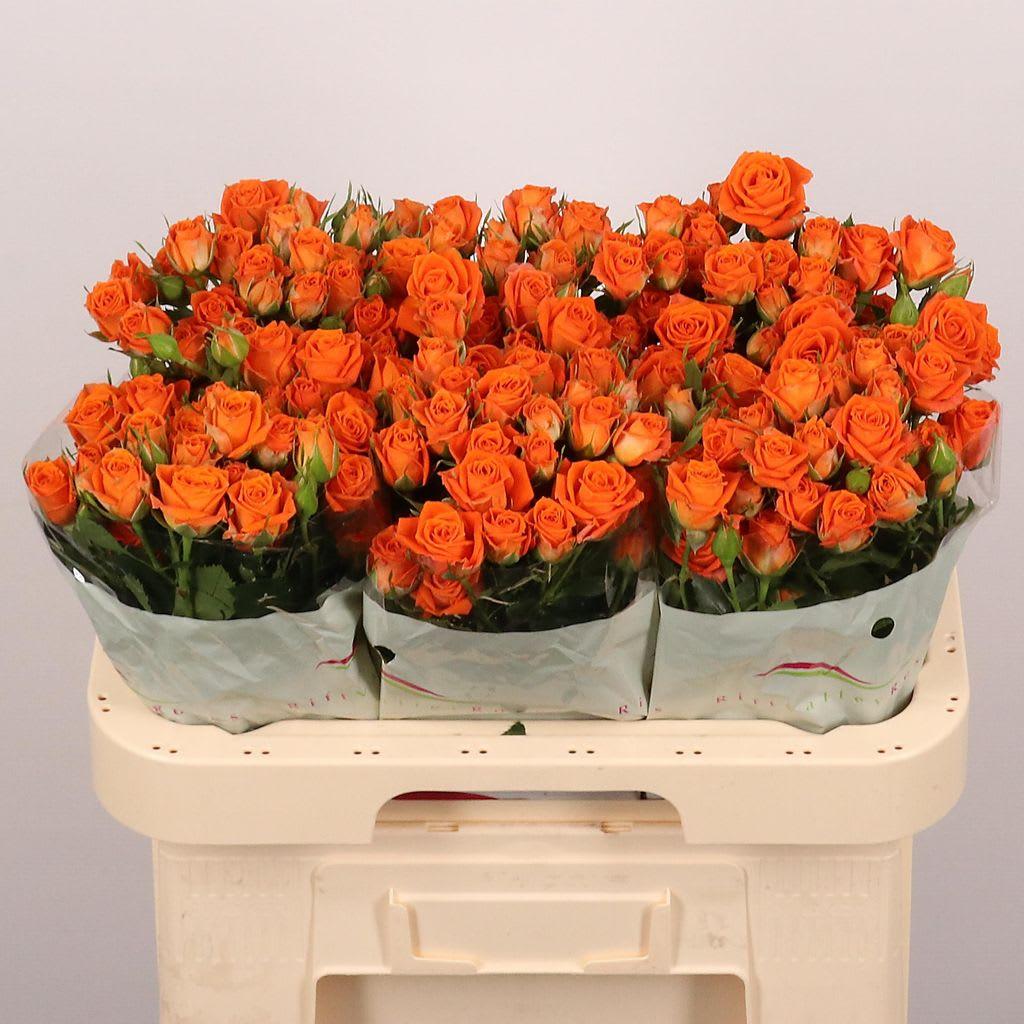Срезанные цветы оптом Rosa spray picanto от 30шт из Голландии с доставкой по России