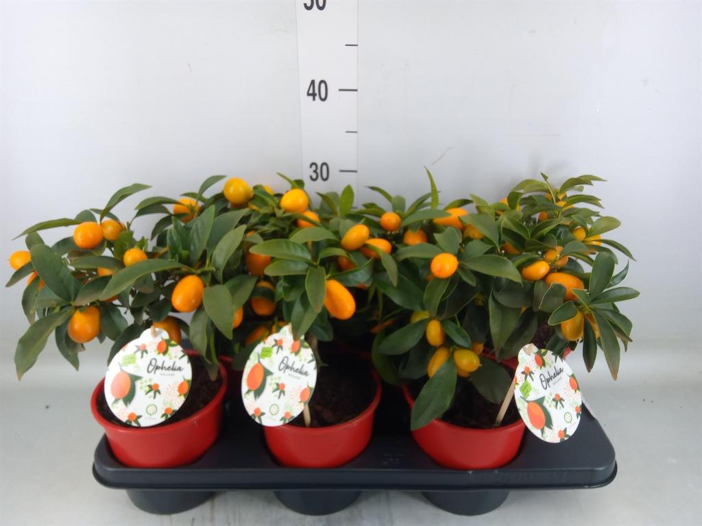 Горшечные цветы и растения оптом Fortunella Margarita от 6шт из Голландии с доставкой по России