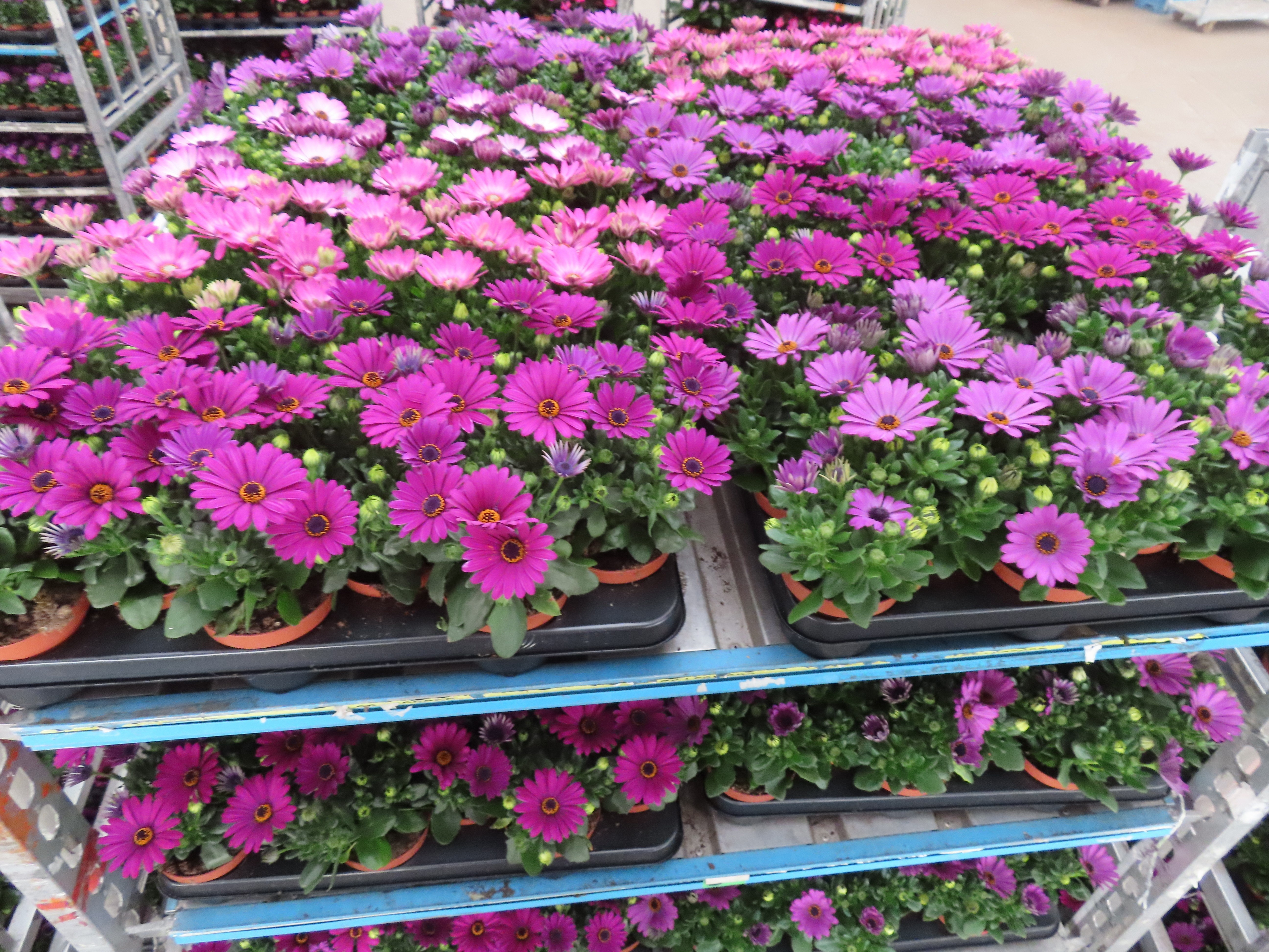 Горшечные цветы и растения оптом Osteo Mixk от 12шт из Голландии с доставкой по России