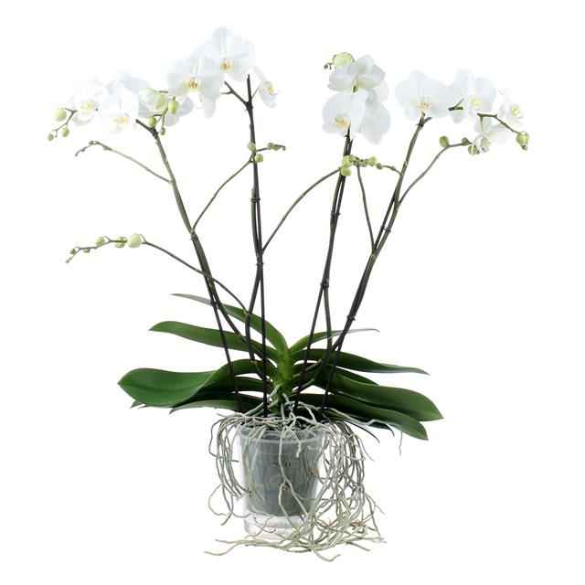 Горшечные цветы и растения оптом Phal. Theatro Classico White от 2шт из Голландии с доставкой по России