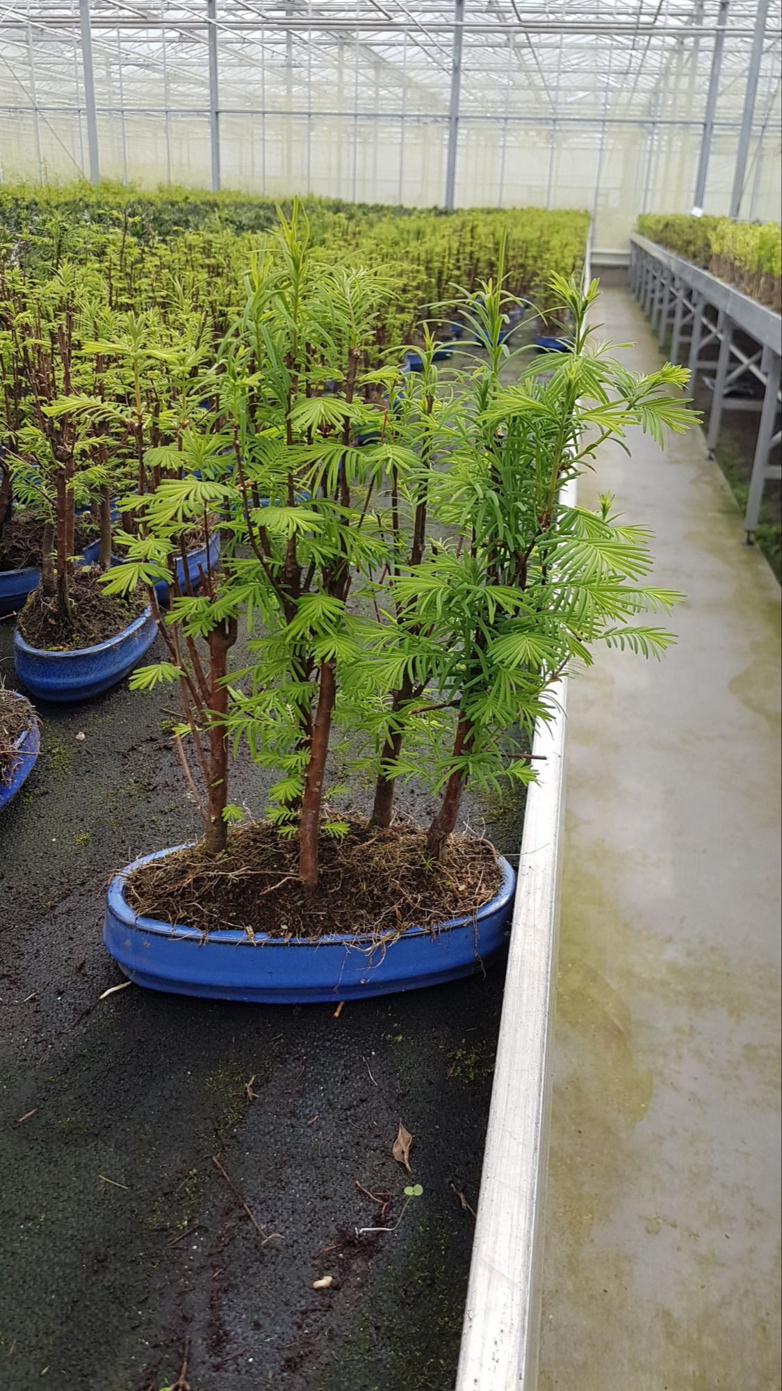 Горшечные цветы и растения оптом Bonsai Metasequoia Glyptostroboides, от 5шт из Голландии с доставкой по России