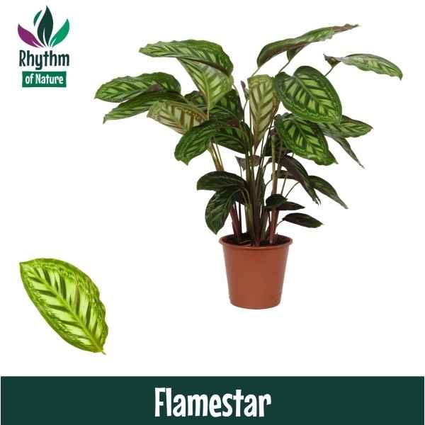 Горшечные цветы и растения оптом Calathea Flamestar (rhythm Of Nature) от 1шт из Голландии с доставкой по России