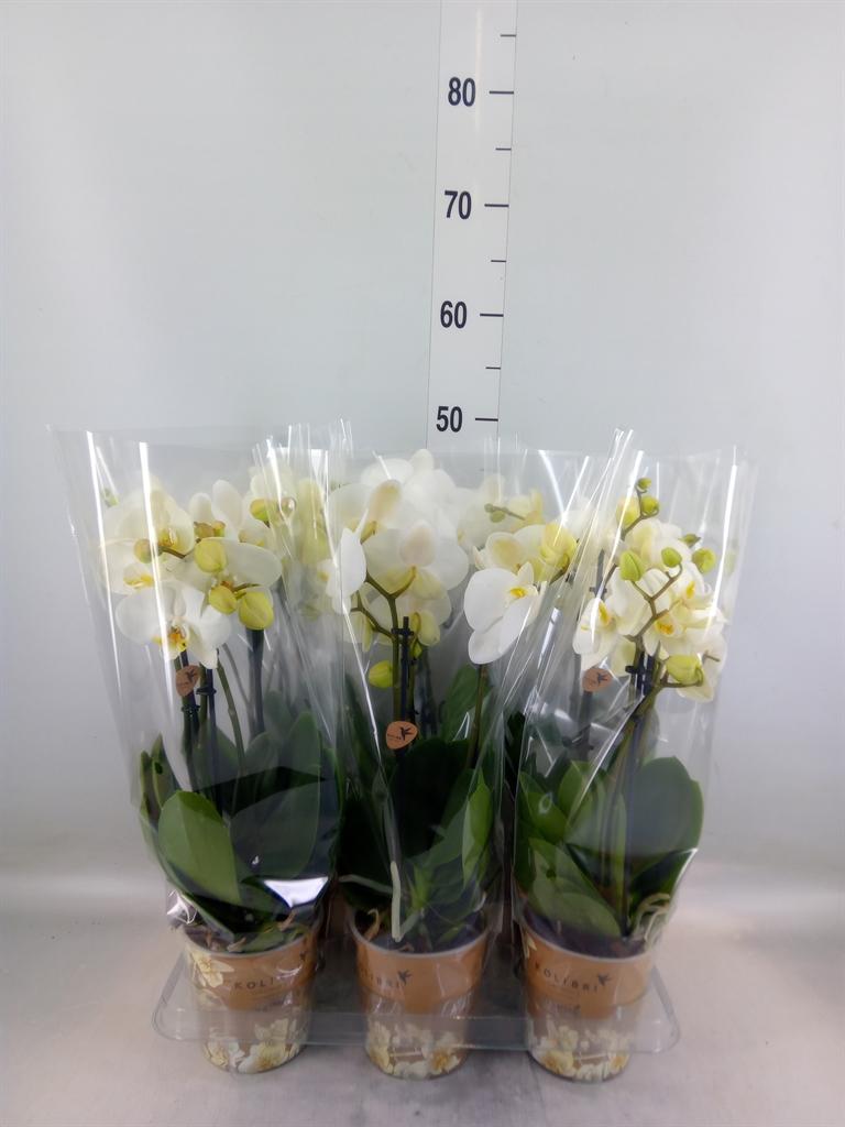 Горшечные цветы и растения оптом Phalaenopsis   ...white от 6шт' из Голландии с доставкой по России
