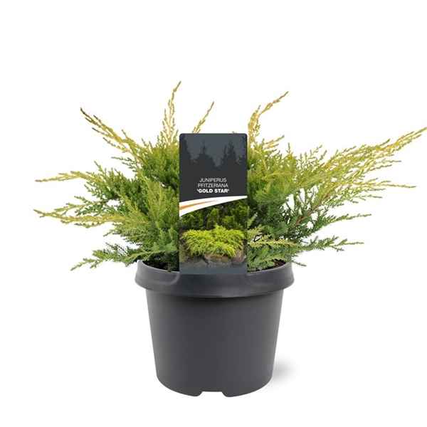 Горшечные цветы и растения оптом Juniperus Pfit Gold Star от 1шт из Голландии с доставкой по России