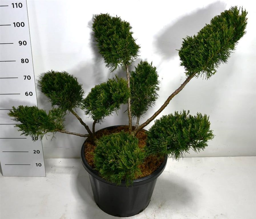 Горшечные цветы и растения оптом Juniperus Pfitz Mint Julep от 1шт из Голландии с доставкой по России