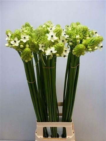 Срезанные цветы оптом Ornithogalum saundersiae от 50шт из Голландии с доставкой по России
