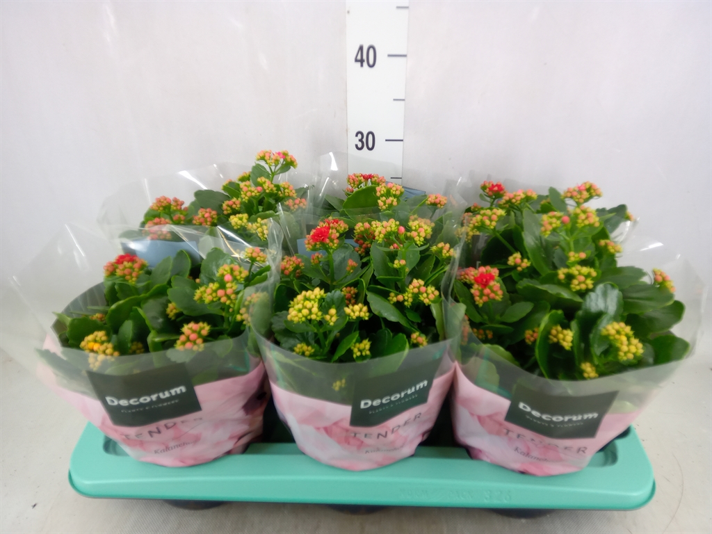 Горшечные цветы и растения оптом Kalanchoe Blos.   ..rosebud Mix/pot от 6шт из Голландии с доставкой по России