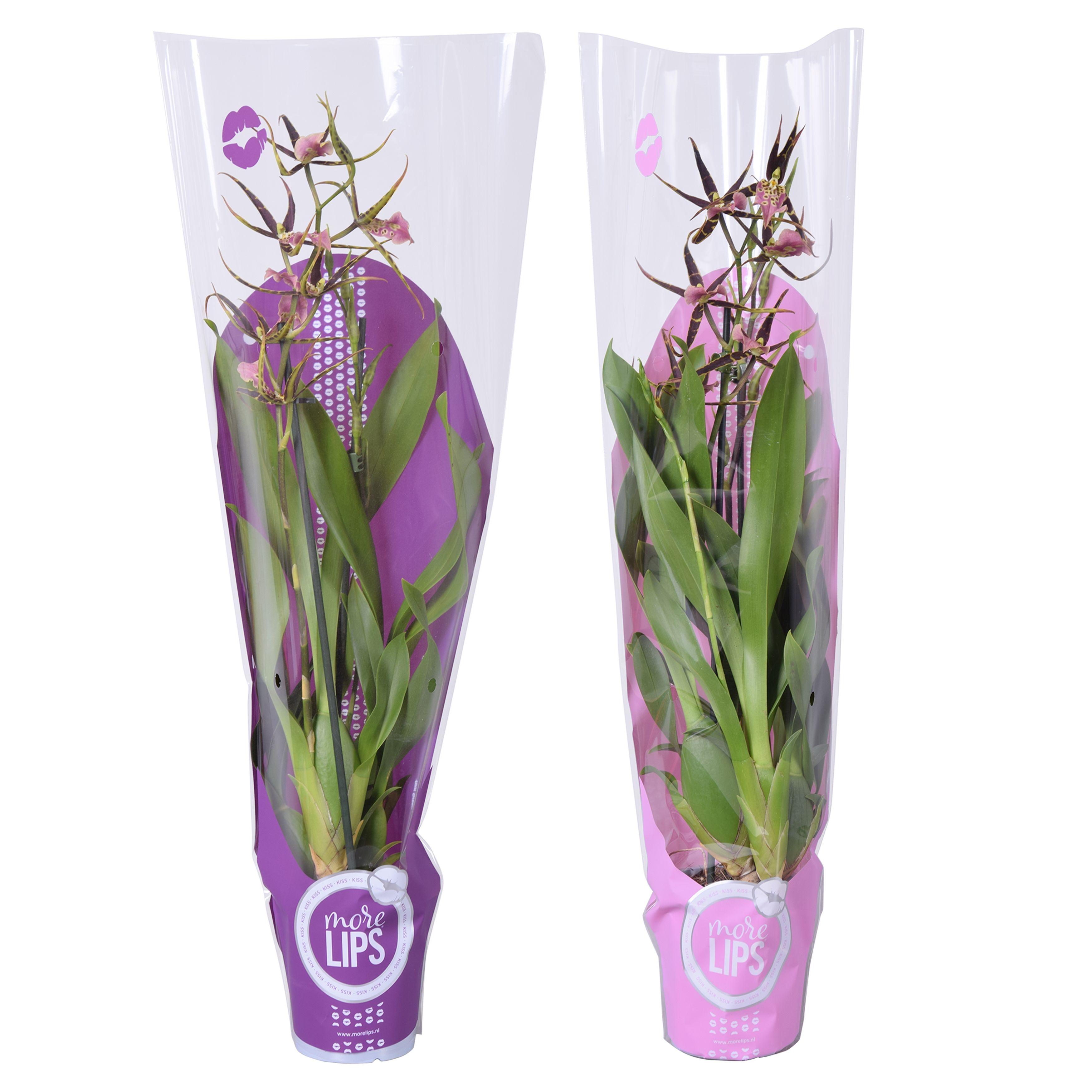 Горшечные цветы и растения оптом Brassia 2st Shelob Tolkien 2 Pink More Lips от 6шт из Голландии с доставкой по России
