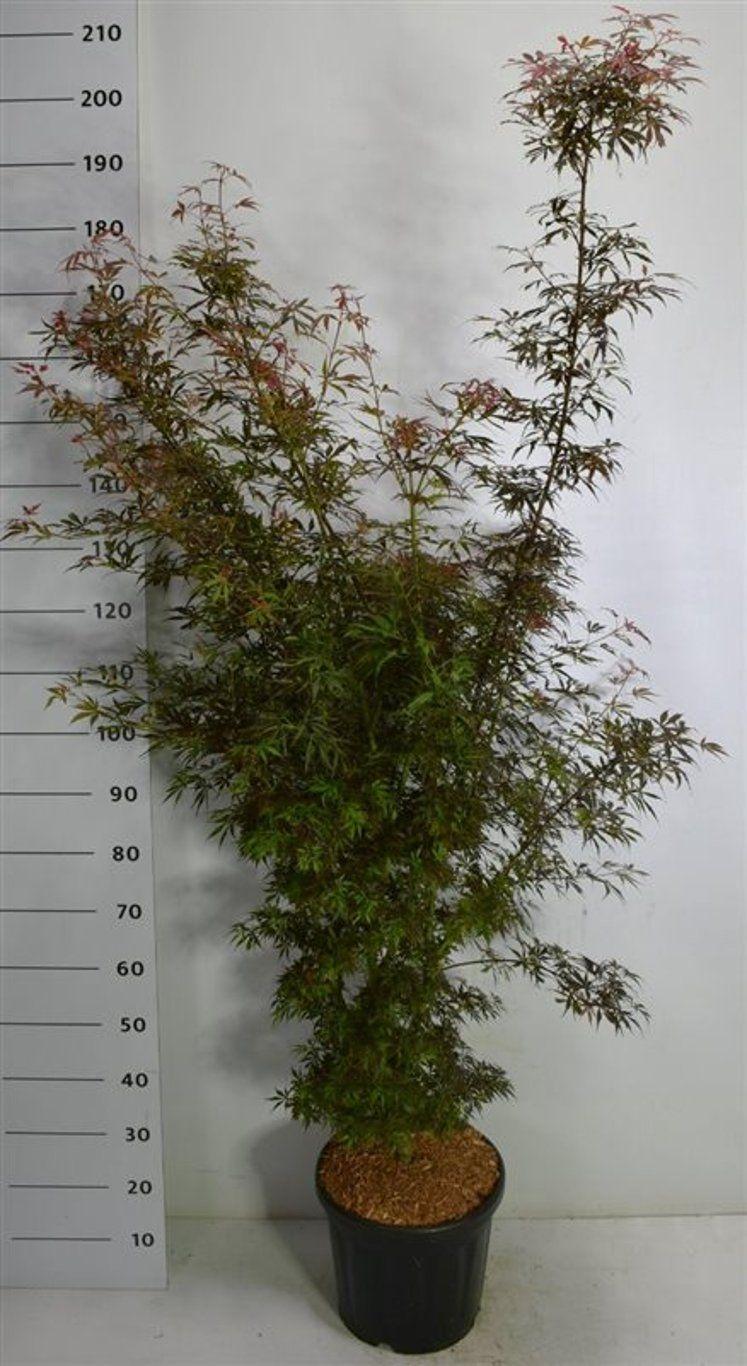 Горшечные цветы и растения оптом Acer Palm Jerre Schwartz от 1шт из Голландии с доставкой по России