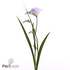 Срезанные цветы оптом Freesia one blue XXL от 50шт из Голландии с доставкой по России