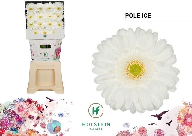 Срезанные цветы оптом Gerbera diamond pole ice от 45шт из Голландии с доставкой по России