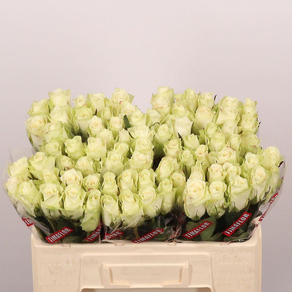 Срезанные цветы оптом Rosa large athena от 80шт. из Голландии с доставкой по России