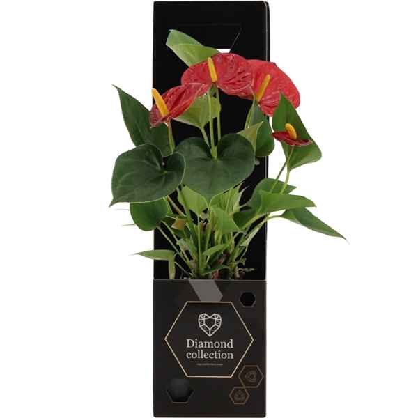 Горшечные цветы и растения оптом Anth An Diamond Red 3+ In Diamond Giftbox от 18шт из Голландии с доставкой по России