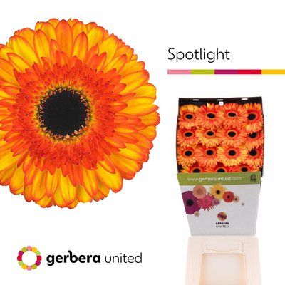 Срезанные цветы оптом Gerbera diamond spotlight от 15шт из Голландии с доставкой по России