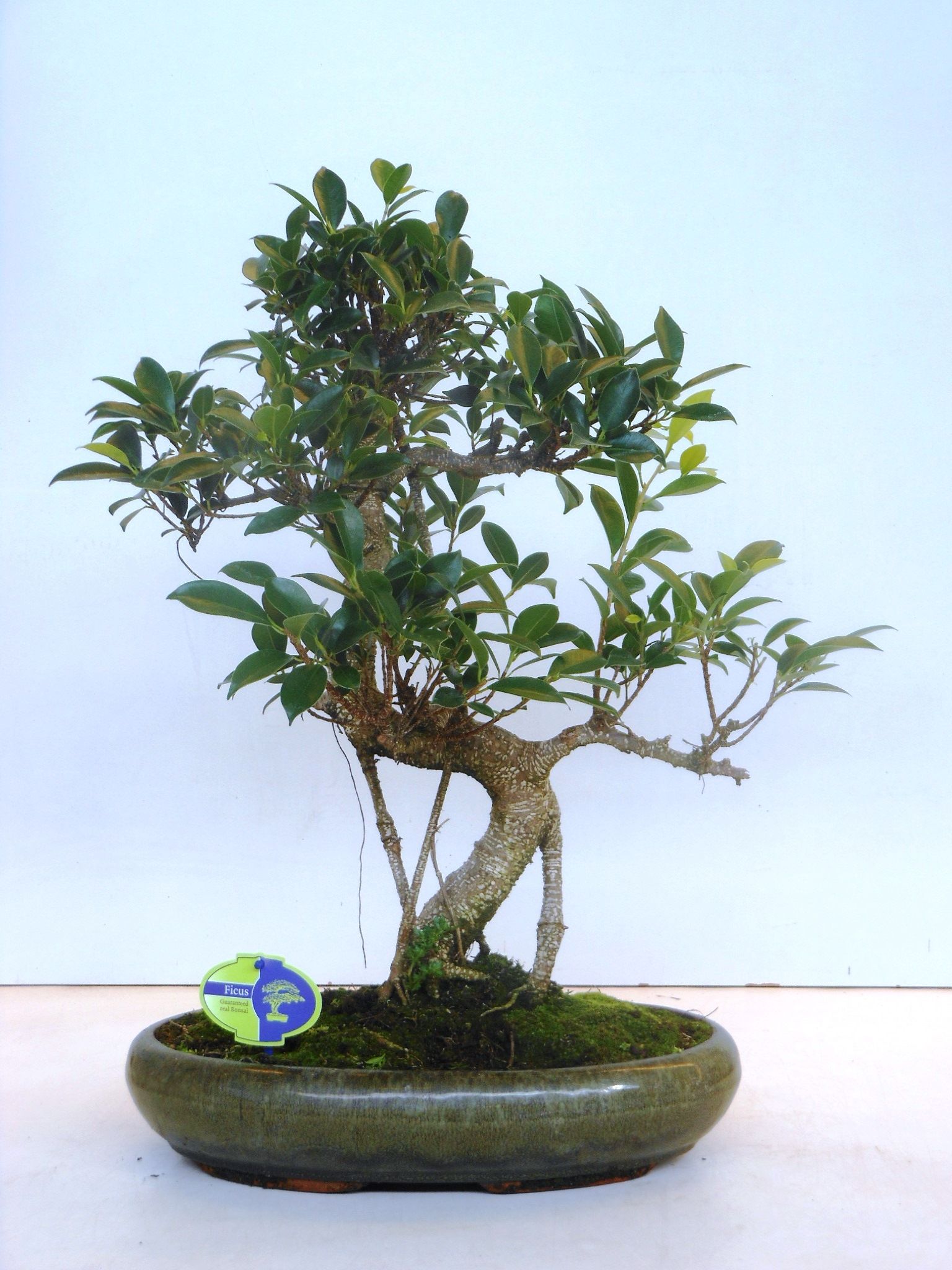 Горшечные цветы и растения оптом Bonsai Ficus Retusa, Without от 1шт из Голландии с доставкой по России