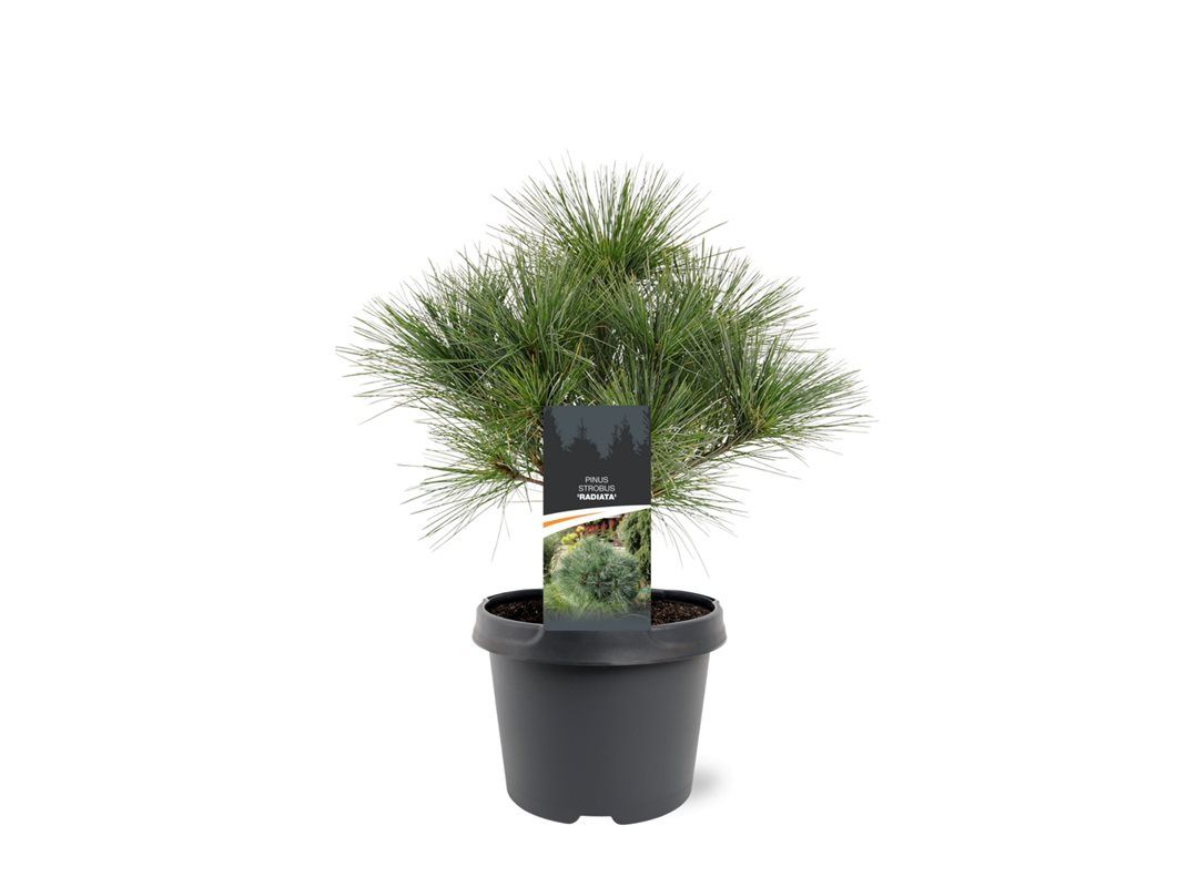 Горшечные цветы и растения оптом Pinus Strobus Radiata от 1шт из Голландии с доставкой по России