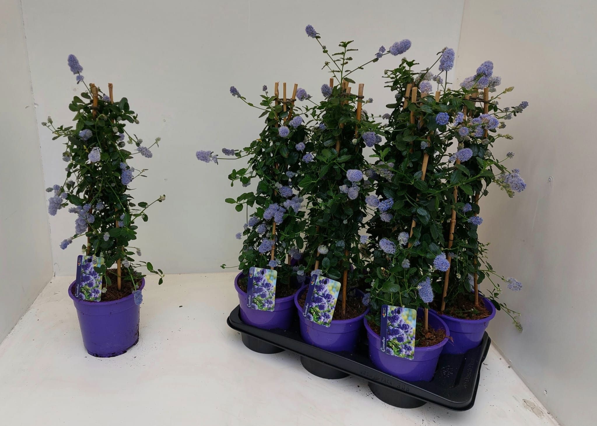 Горшечные цветы и растения оптом Cean Th Repens от 6шт из Голландии с доставкой по России