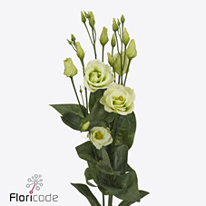 Срезанные цветы оптом Lisianthus do rosita green от 40шт. из Голландии с доставкой по России