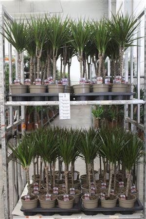 Горшечные цветы и растения оптом Dra Marginata 30cm 3+ Solo от 6шт из Голландии с доставкой по России