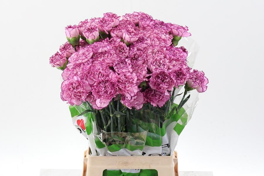 Срезанные цветы оптом Dianthus st boheme от 80шт из Голландии с доставкой по России