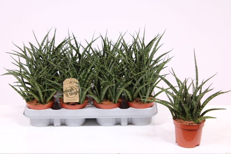 Горшечные цветы и растения оптом Sansevieria Fernwood Punk от 12шт (для телеги) из Голландии с доставкой по России