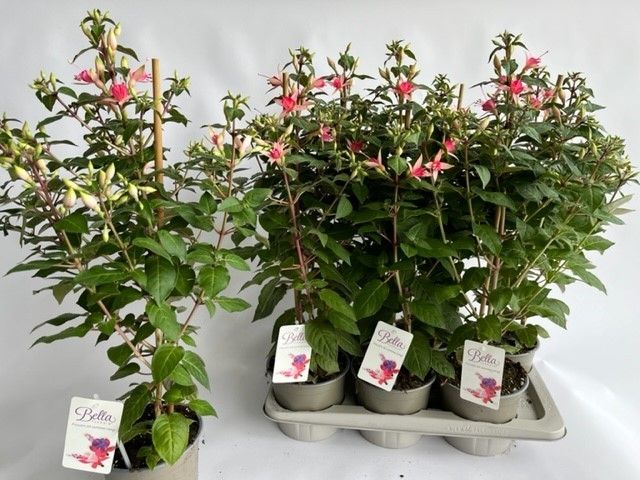 Горшечные цветы и растения оптом Fuchsia W Jubelteen от 6шт из Голландии с доставкой по России