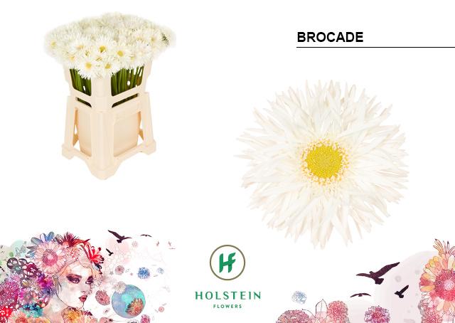 Срезанные цветы оптом Germini gerspider brocade от 80шт из Голландии с доставкой по России