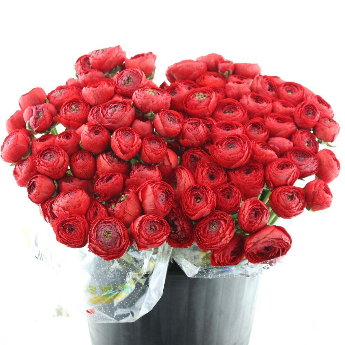 Срезанные цветы оптом Ranunculus success rosado от 100шт из Голландии с доставкой по России