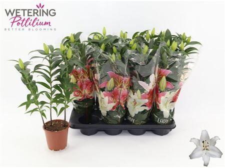 Горшечные цветы и растения оптом Lil Or Sun Bahamas 3pp от 8шт из Голландии с доставкой по России