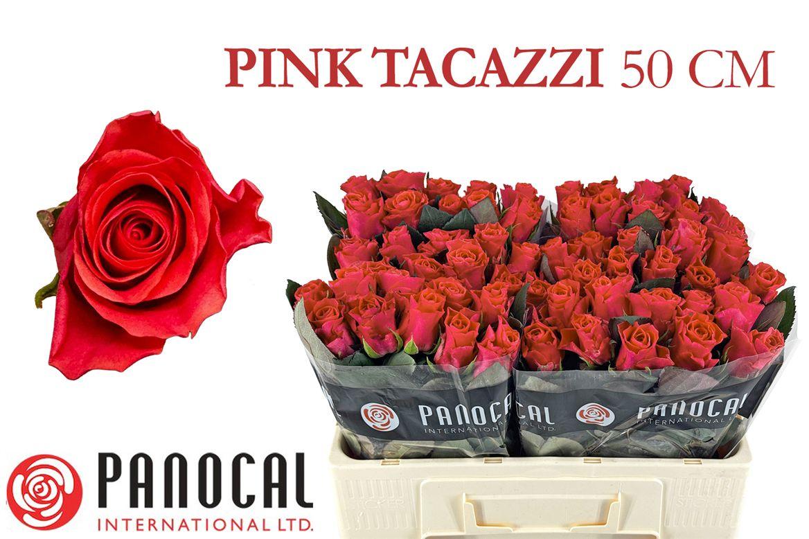 Срезанные цветы оптом Rosa large pink tacazzi+ от 520шт из Голландии с доставкой по России