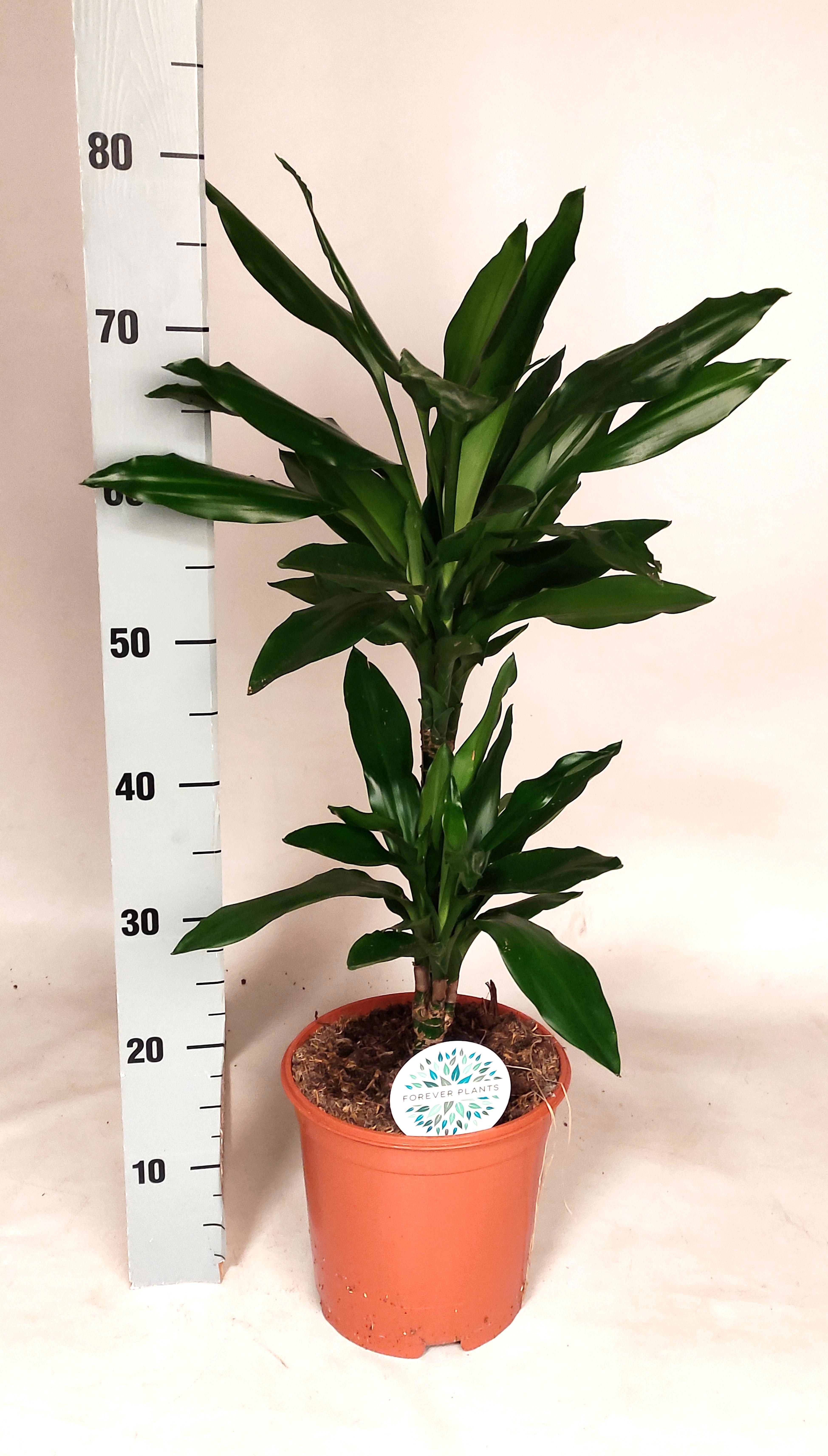 Горшечные цветы и растения оптом Dra De J Lind от 1шт из Голландии с доставкой по России