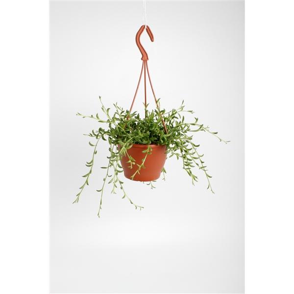 Горшечные цветы и растения оптом Senecio Radicans String Of Bananas от 6шт из Голландии с доставкой по России