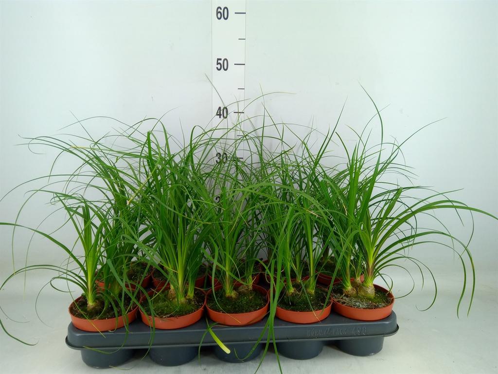 Горшечные цветы и растения оптом Beaucarnea Recurvata от 10шт из Голландии с доставкой по России