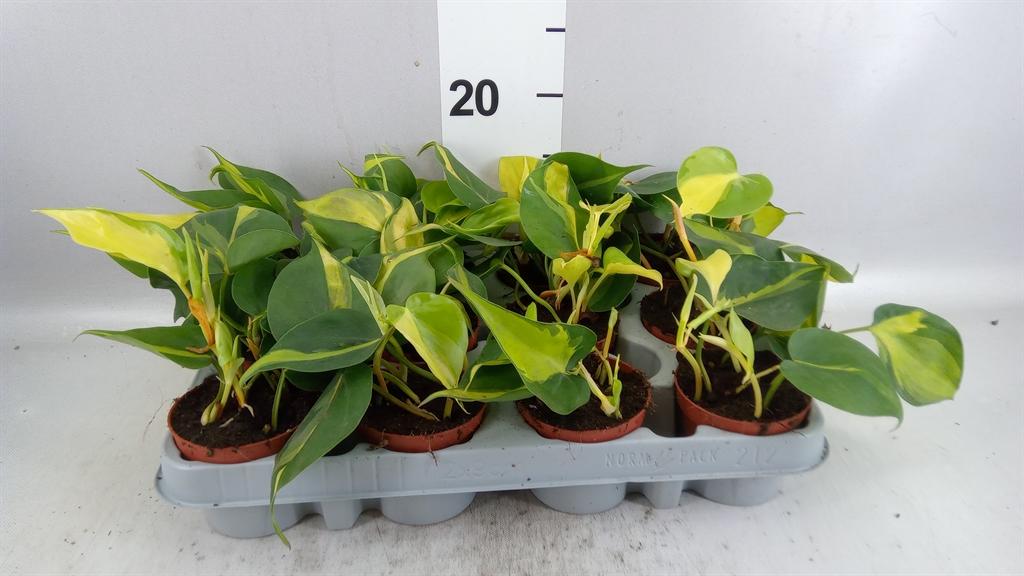 Горшечные цветы и растения оптом Philodendron Scand. brasil от 12шт (для телеги) из Голландии с доставкой по России Горшечные цветы и растения оптом Philodendron Scand. brasil от 12шт (для телеги) из Голландии с доставкой по России