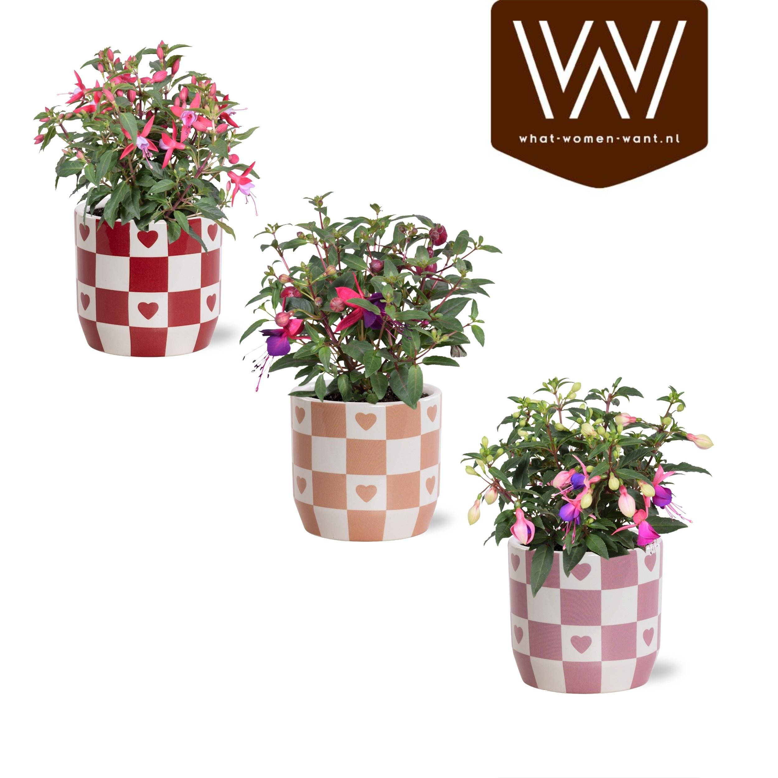 Горшечные цветы и растения оптом Kamerpl Bloeiend Gem от 6шт из Голландии с доставкой по России