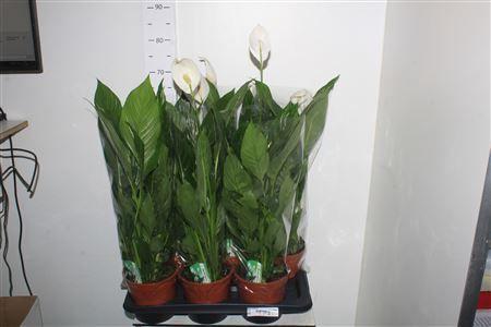 Горшечные цветы и растения оптом Spath Verdi 2+ от 6шт из Голландии с доставкой по России