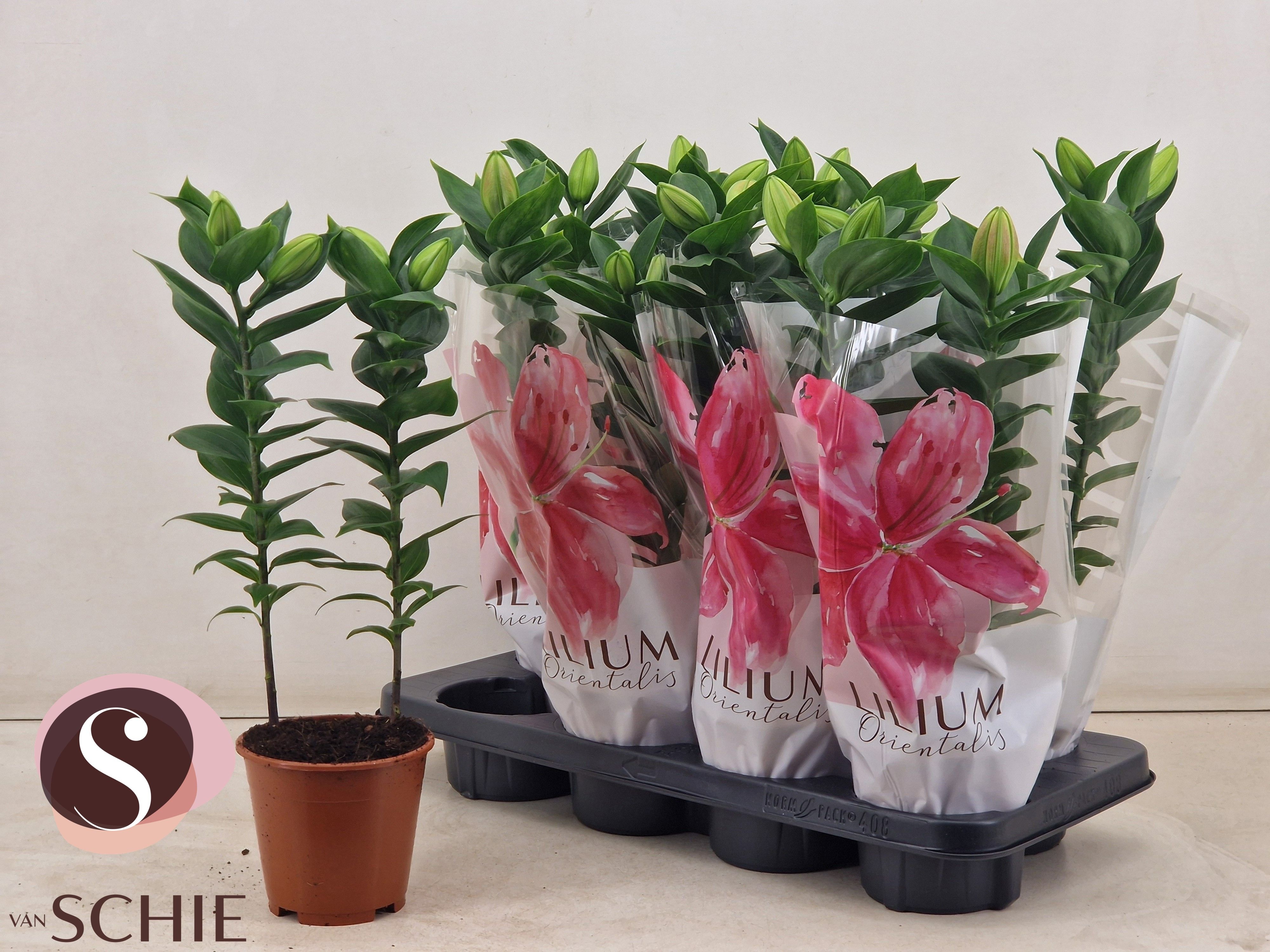 Горшечные цветы и растения оптом Lil Or Souvenir от 8шт' из Голландии с доставкой по России