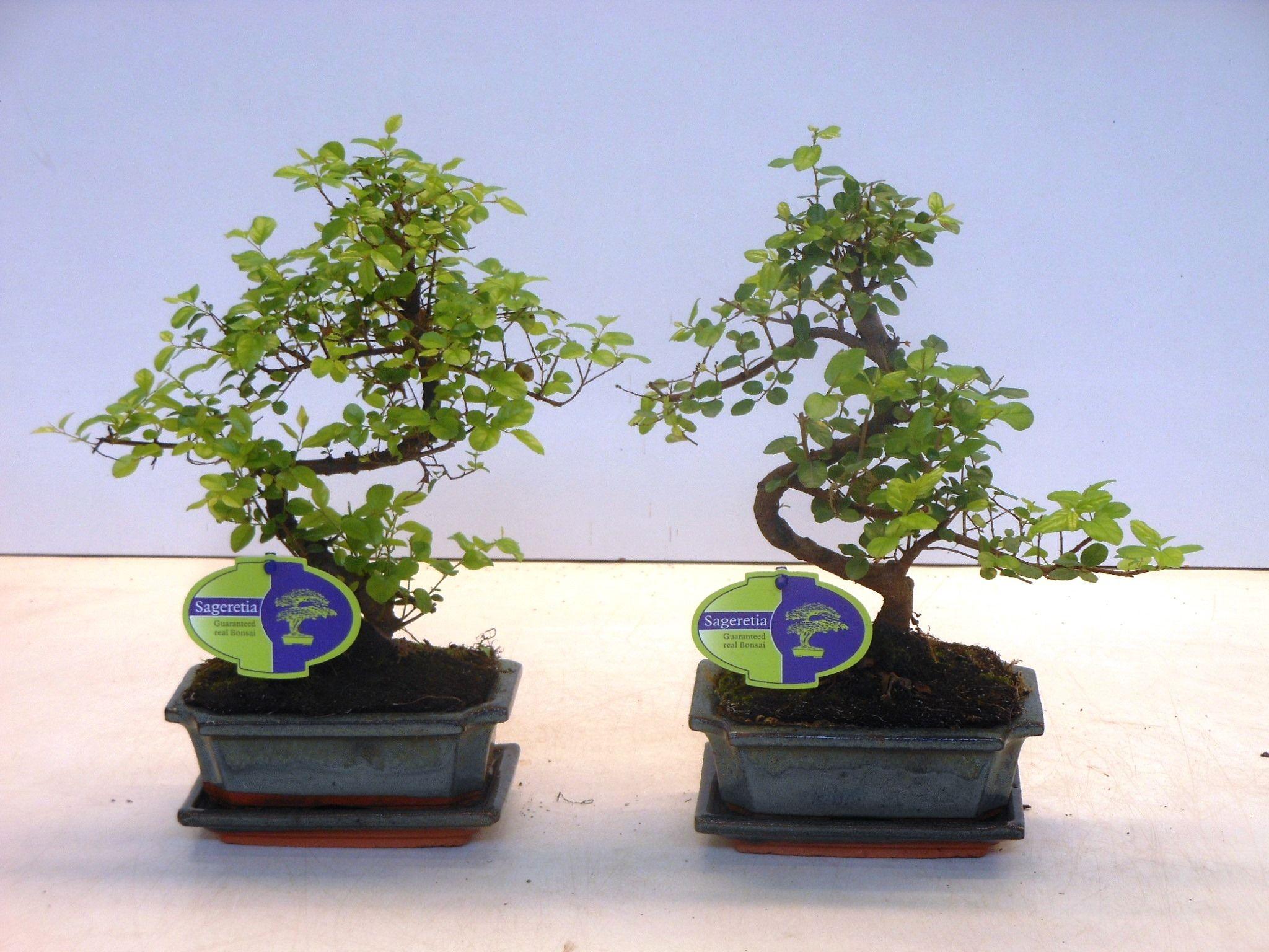 Горшечные цветы и растения оптом Bonsai Sageretia Theezans, 15cm., Shape, With Drip от 10шт из Голландии с доставкой по России