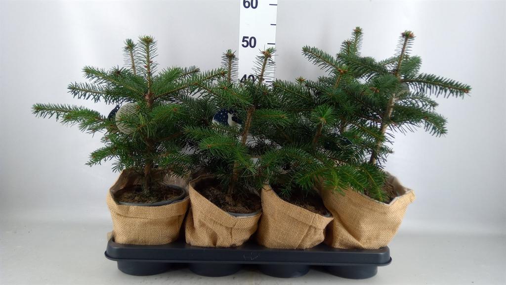 Горшечные цветы и растения оптом Abies Nordman. от 8шт из Голландии с доставкой по России